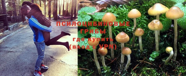 apvp Бородино
